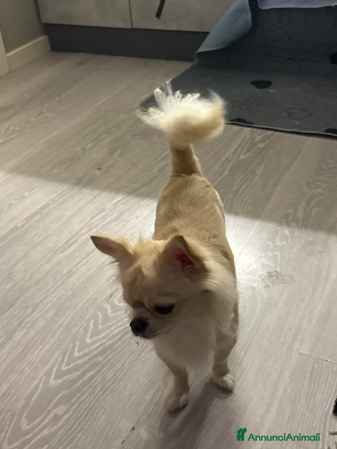 Chihuahua cani in vendita: Cuccioli chihuahua  - Annuncio 2