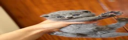 Scottish gatti in vendita: Cuccioli Scottish Fold e Straight - Annuncio 3