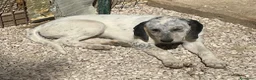 Meticcio cani in regalo: LA PICCOLA SIRIETTA - Annuncio 7