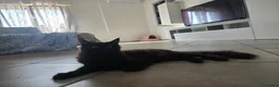 Maine Coon gatti in vendita: Cucciolo Maine Coon total black  3 mesi - Annuncio 2