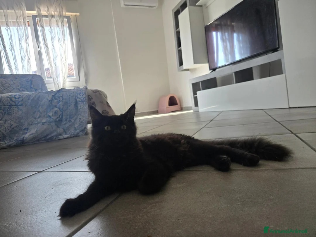 Maine Coon gatti in vendita: Cucciolo Maine Coon total black  3 mesi - Annuncio 2