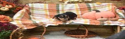 Meticcio cani in regalo: LENY, affettuoso cucciolo TG PICCOLA! Zampecorte - Annuncio 4