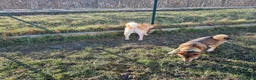 Shiba Inu cani in vendita: Cuccioli di shiba inu - 3 femminucce - - Annuncio 10