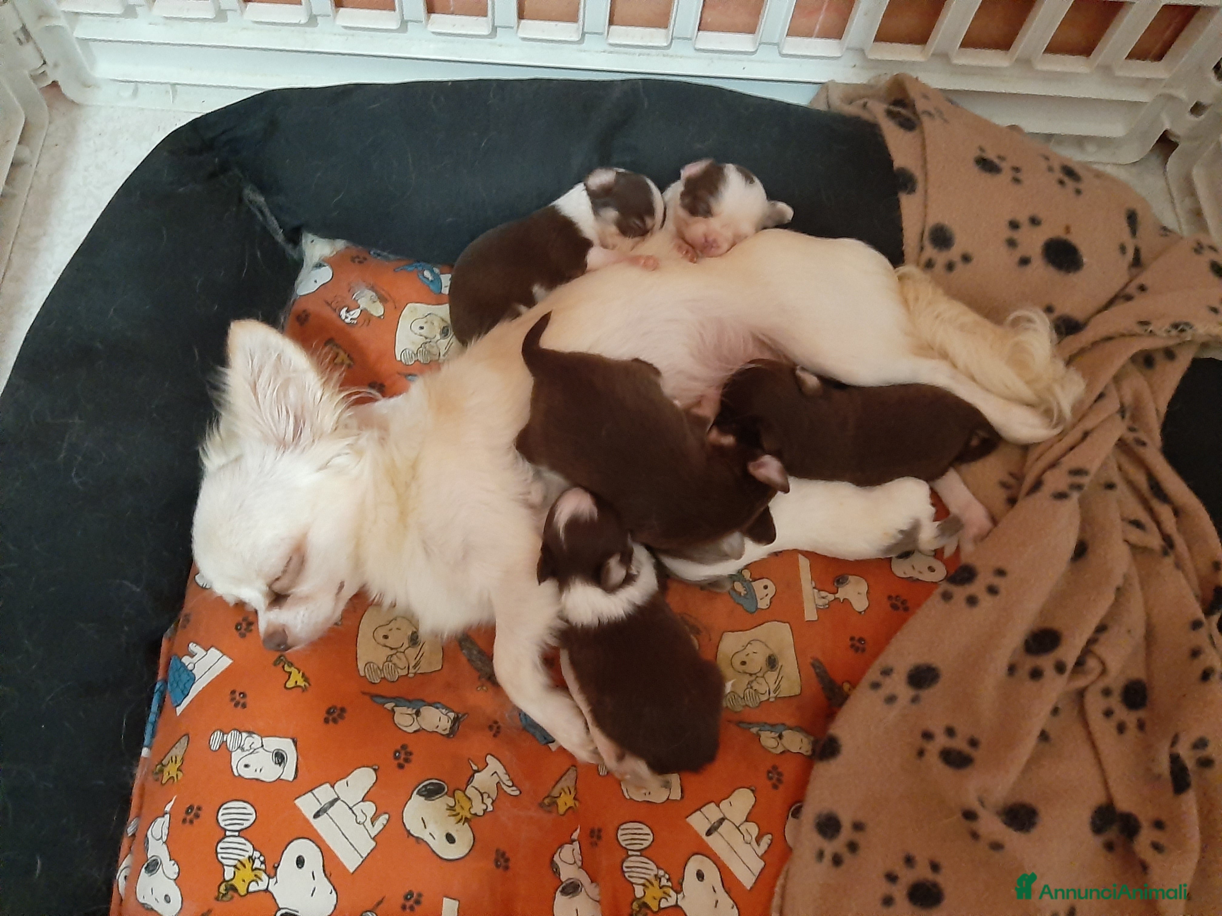 Chihuahua cani 5 meravigliosi cuccioli chihuahua pedigree enci  - Annuncio 28