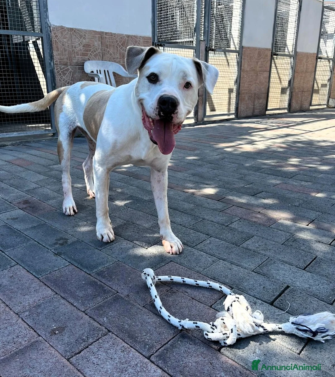 Meticcio cani in regalo: MAMBO BELLISSIMO PIT - Annuncio 2