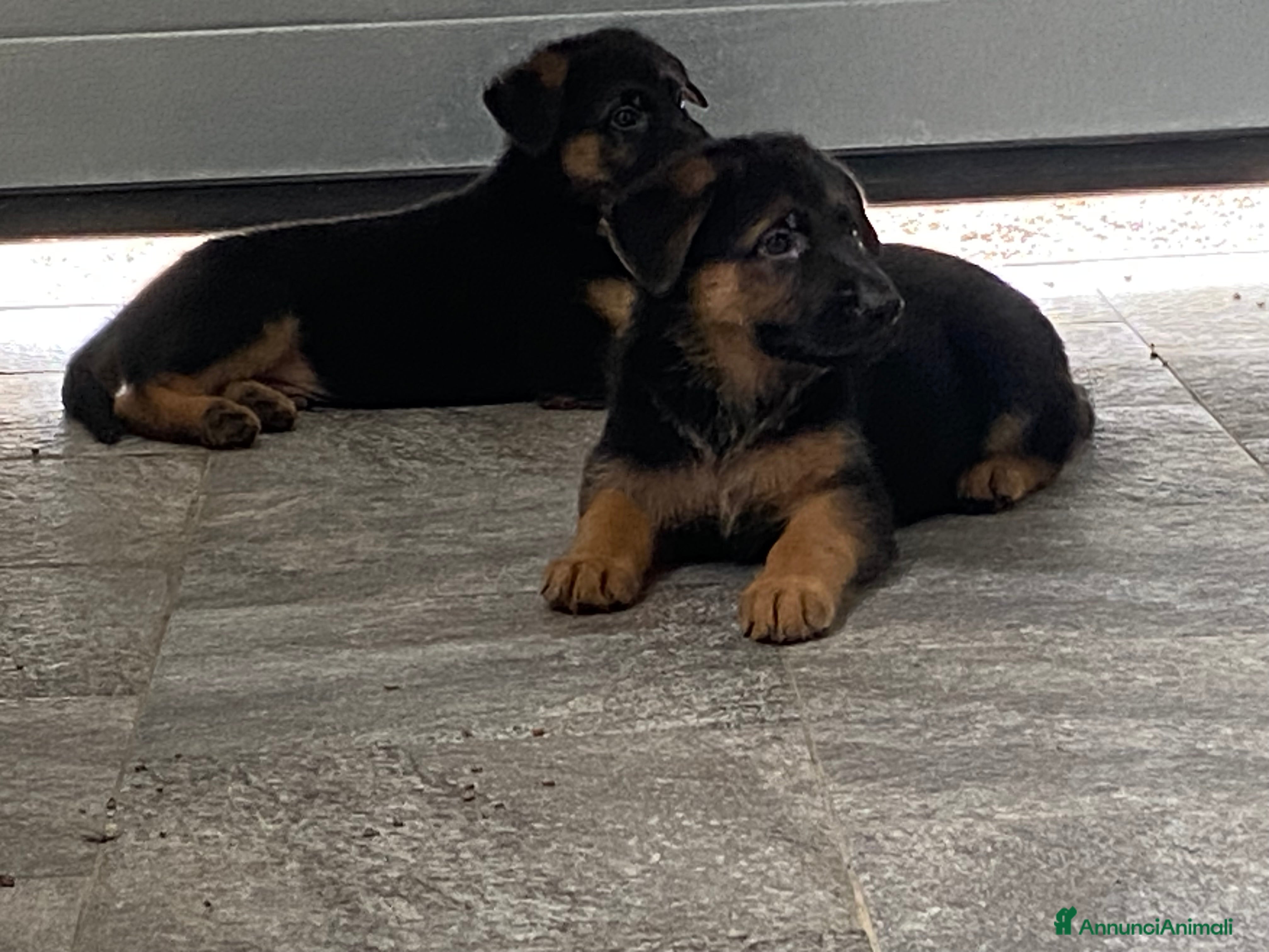 Pastore Tedesco cani Cuccioli di pastore tedesco  a Città metropolitana di Milano - Annuncio 5