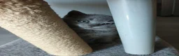 British gatti in vendita: VENDO BRITISH SHORTHAIR a Città Metropolitana di Torino - Annuncio 4