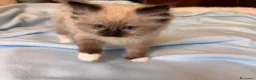 Ragdoll gatti in vendita: Ragdoll seal point mitted - Annuncio 2