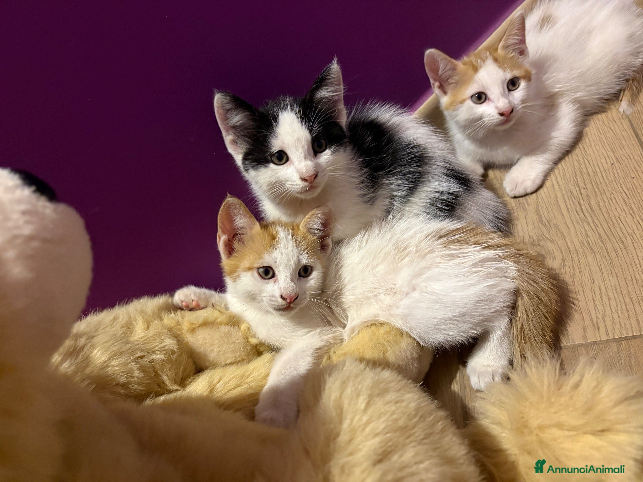 Europeo gatti Tre gattini maschi - Annuncio 3