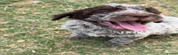 Lagotto cani in vendita: Cuccioli Lagotto Romagnolo  - Annuncio 39