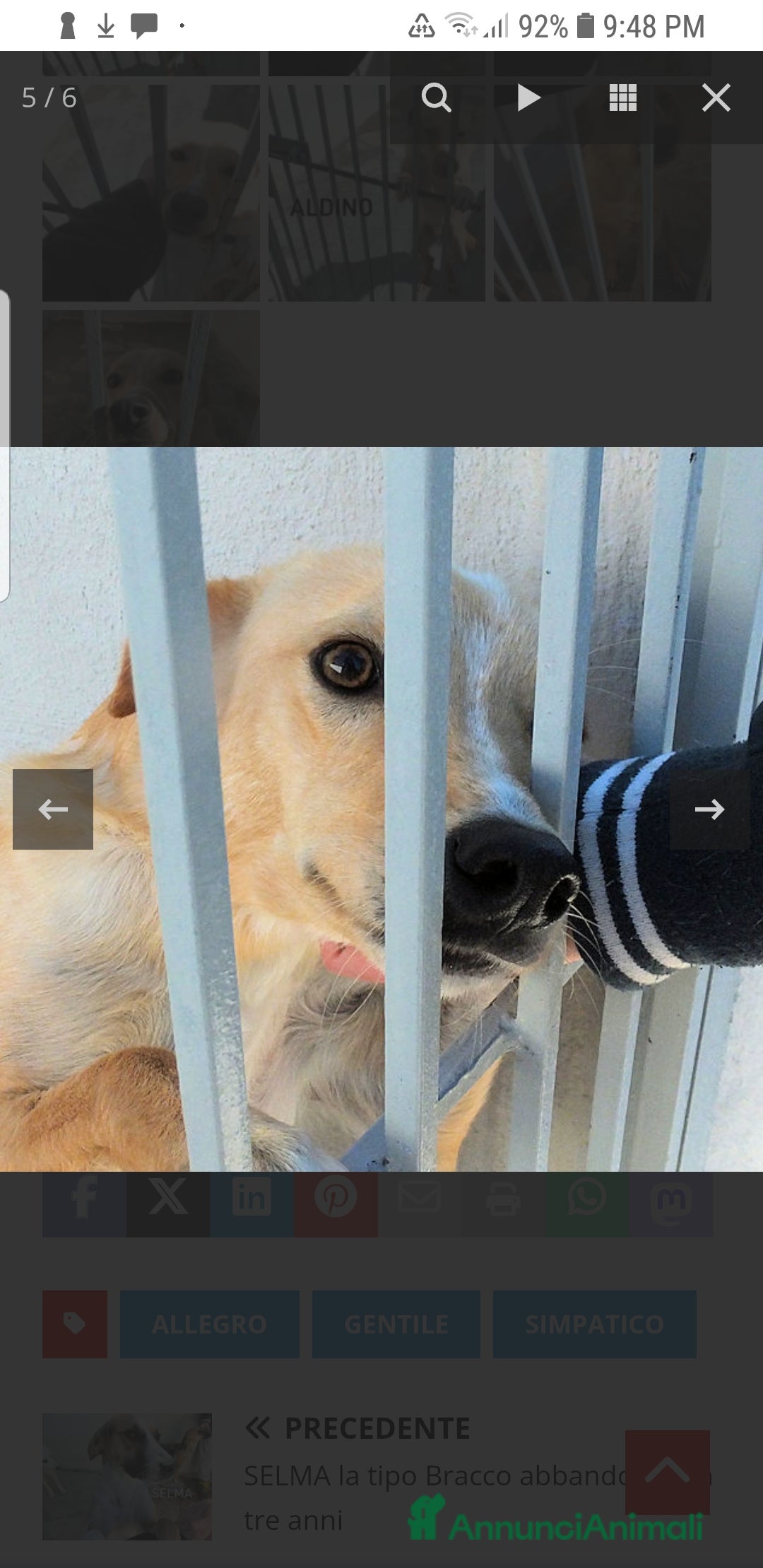 Meticcio cani ADOZ.delcuore:Aldino, piccolo,dolce in canileda 3a - Annuncio 2