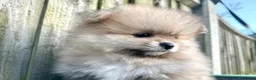 Volpino Pomerania cani in vendita: Adorabili cuccioli di Pomerania - Annuncio 7