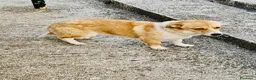 Meticcio cani in regalo: Femmina taglia contenuta 2 anni - Annuncio 3