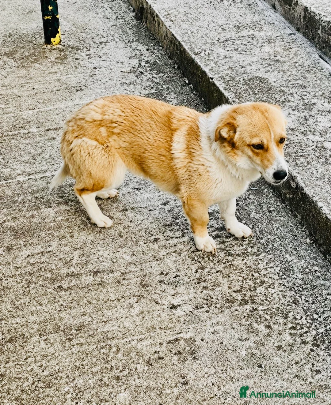 Meticcio cani in regalo: Femmina taglia contenuta 2 anni - Annuncio 3