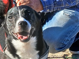 Meticcio cani NONNO OREO TI STA ASPETTANDO, IN ADOZIONE - Annuncio 1