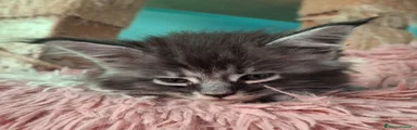 Maine Coon 2