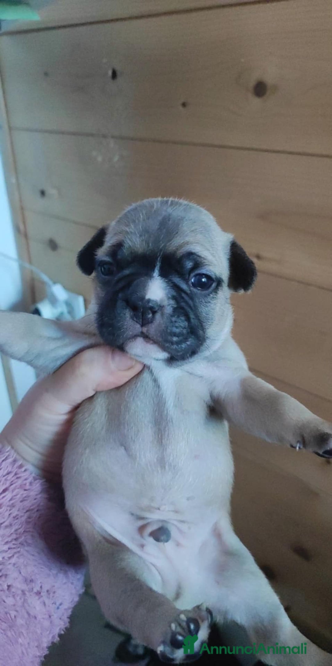 Bulldog Francese cani in vendita: Vendo cuccioli di bulldog francese  - Annuncio 3