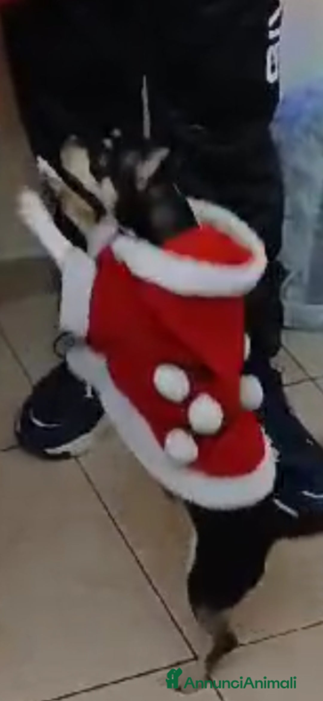 Chihuahua cani in vendita: Cuccioli di Chihuahua - Annuncio 10