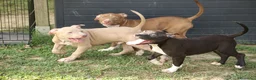 Pitbull cani in vendita: Cuccioli di Pit Bull anche a rate - Annuncio 8