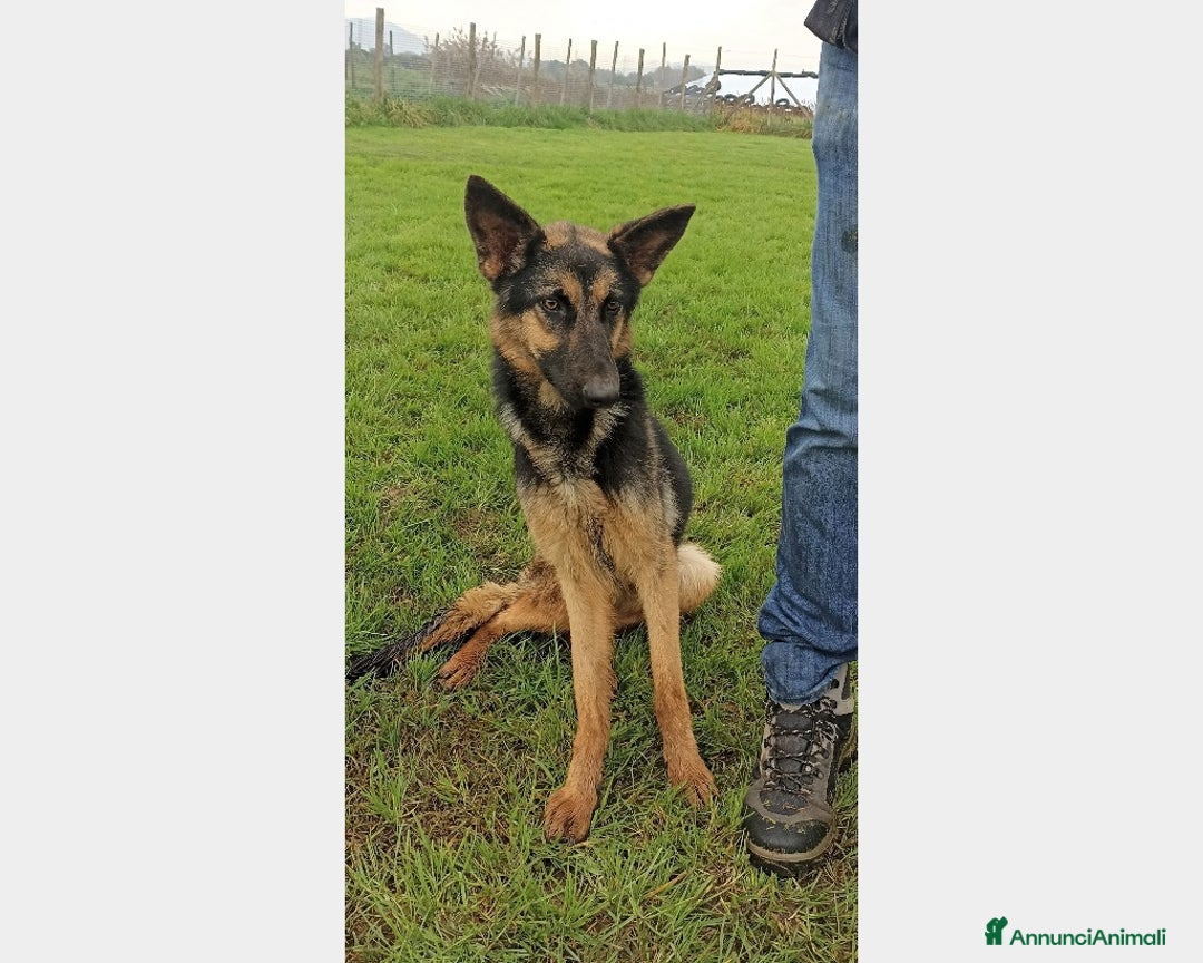 Meticcio cani in regalo: Lupetta, splendida lupetta cane femmina a Latina - Annuncio 2