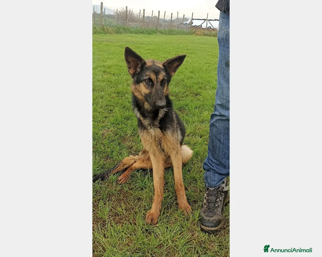 Meticcio cani in regalo: Lupetta, splendida lupetta cane femmina a Latina - Annuncio 2