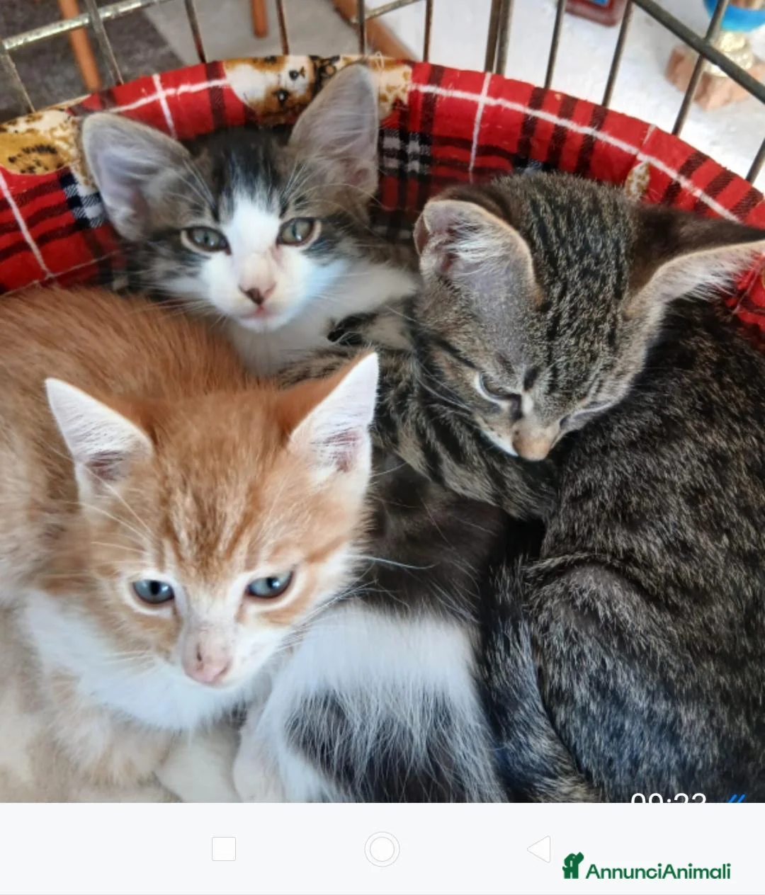 Altre razze gatti in regalo: Tre fratellini in cerca di casa - Annuncio 1