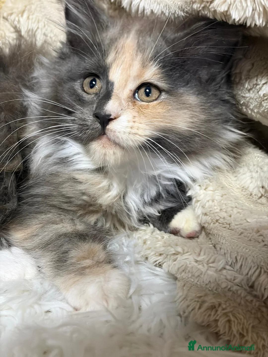 Maine Coon gatti in vendita: Cuccioli Maine Coon - Annuncio 2