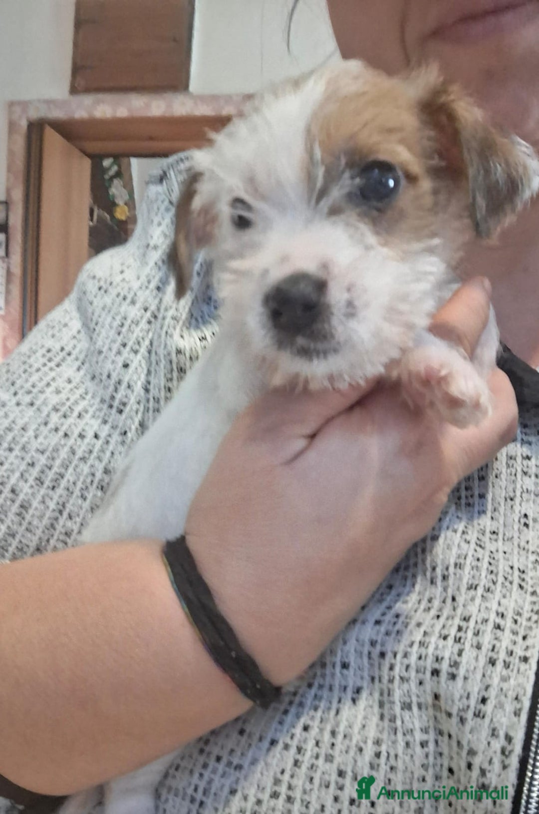 Jack Russell cani in vendita: Cuccioli di Jack Russell con pedigree  - Annuncio 7