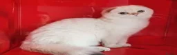 Scottish gatti in vendita: Cucciolo Scottish fold pedigree ENFI - Annuncio 3
