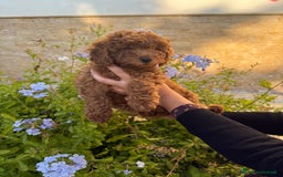 Barboncino cani in vendita: Barboncini nanetti 🐩🐩🐩 - Immagine 4