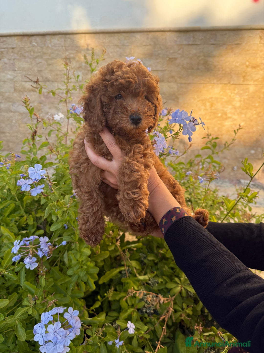 Barboncino cani in vendita: Barboncini nanetti 🐩🐩🐩 - Immagine 4