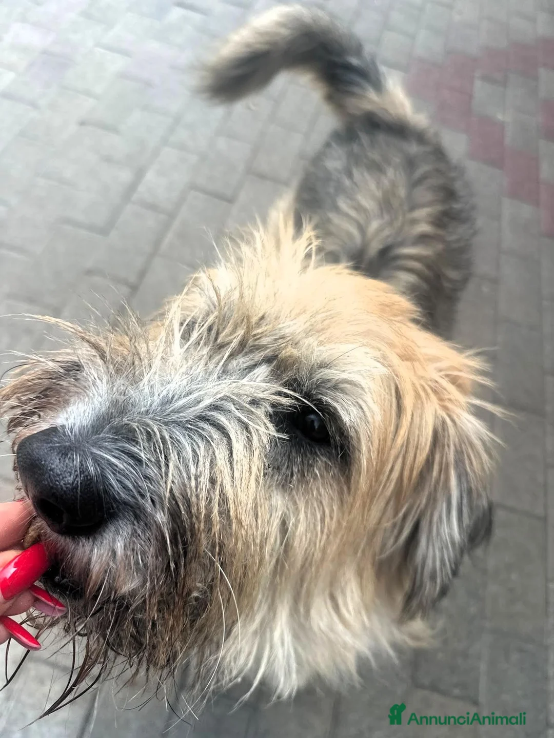 Meticcio cani in regalo: SPANK SPERA DI TROVARE UNA CASA - Annuncio 2