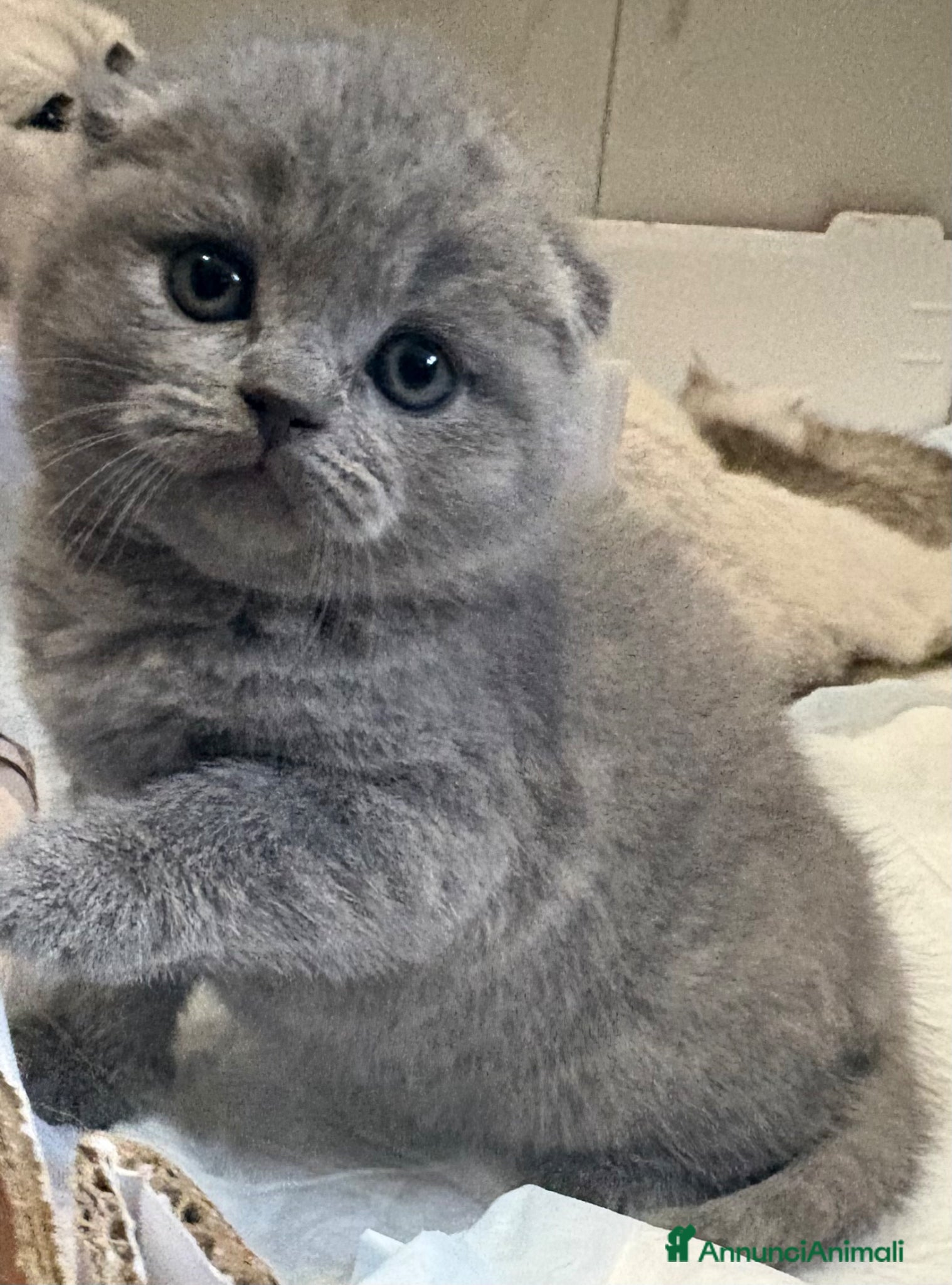 British gatti Scottish fold sthrait  - Annuncio 4