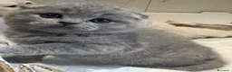 British gatti in vendita: Scottish fold sthrait  - Annuncio 10