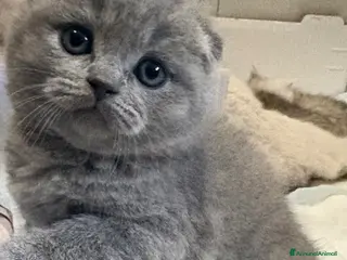 British gatti Scottish fold sthrait - Annuncio 4