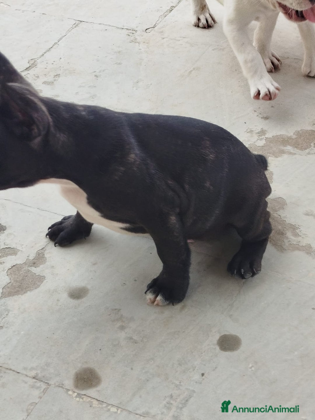 Bulldog Francese cani in vendita: Bulldog francese  - Immagine 3