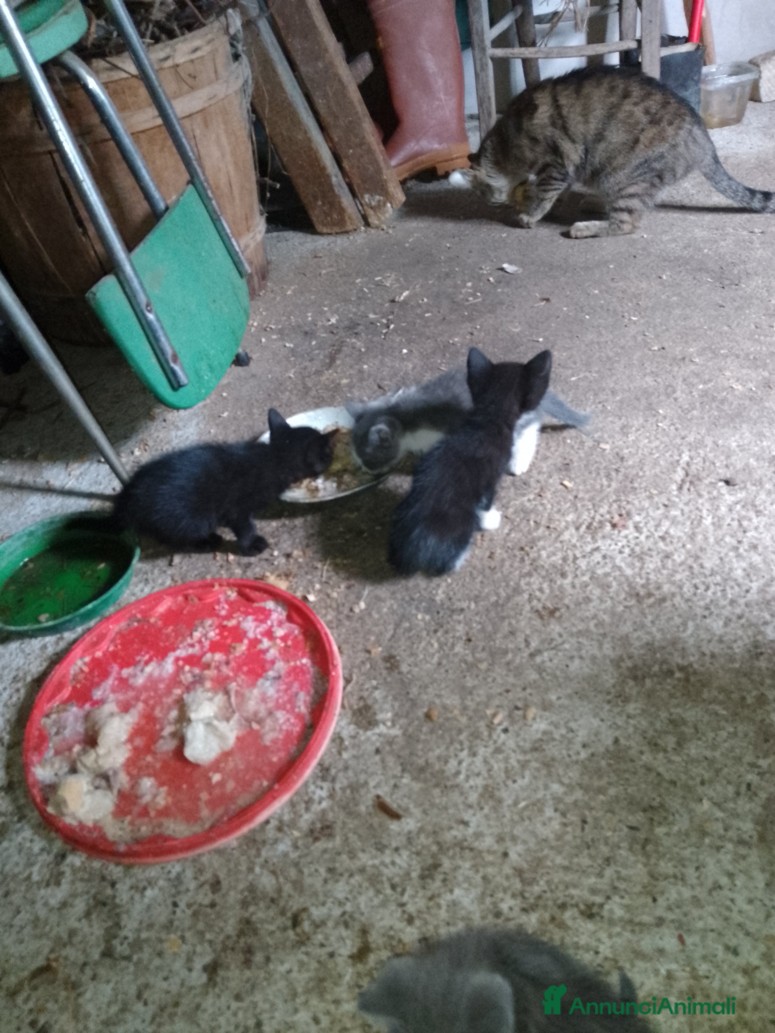 Meticcio gatti in regalo: Regalo gattini  a Provincia di Cuneo - Annuncio 2