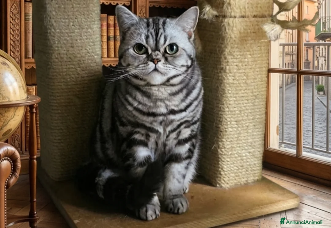 British gatti in vendita: Rehoming British Shorthair con pedigree  - Annuncio 4