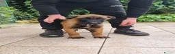 Pastore Belga cani in vendita: Cuccioli Pastore Belga Malinois in tutta Italia  a Provincia di Taranto - Annuncio 1