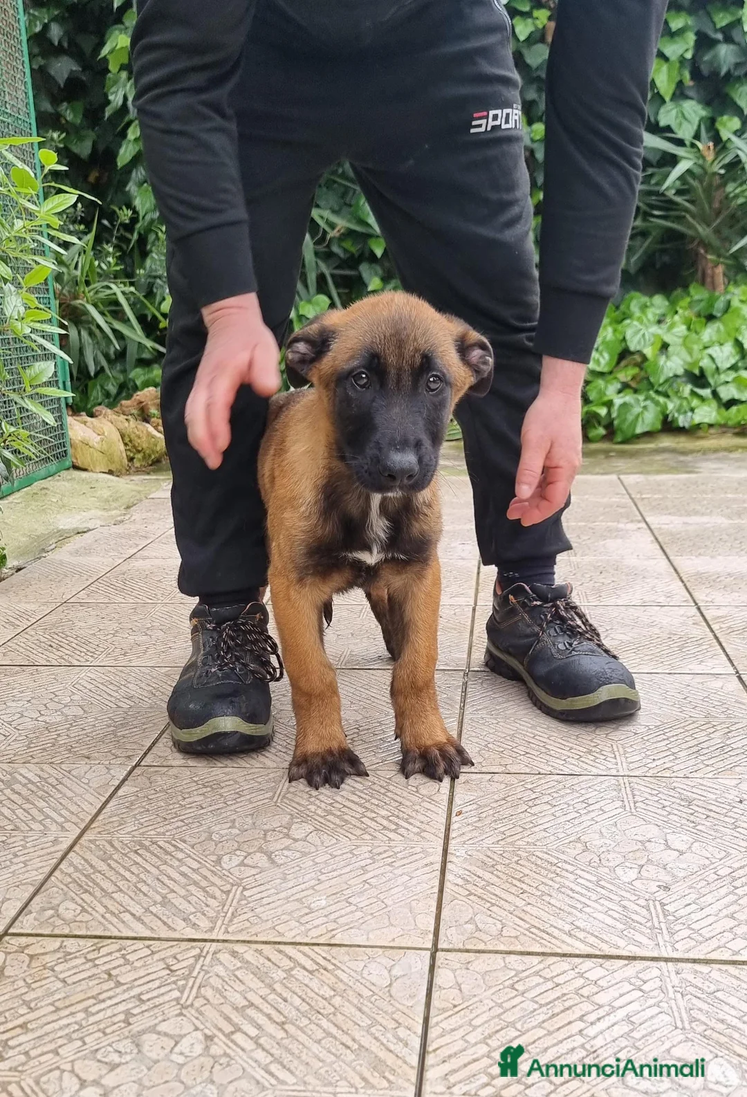 Pastore Belga cani in vendita: Cuccioli Pastore Belga Malinois in tutta Italia  a Provincia di Taranto - Annuncio 1