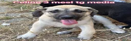 Meticcio cani in regalo: TANTI CUCCIOLI SOLI! a Provincia di Vicenza - Annuncio 9