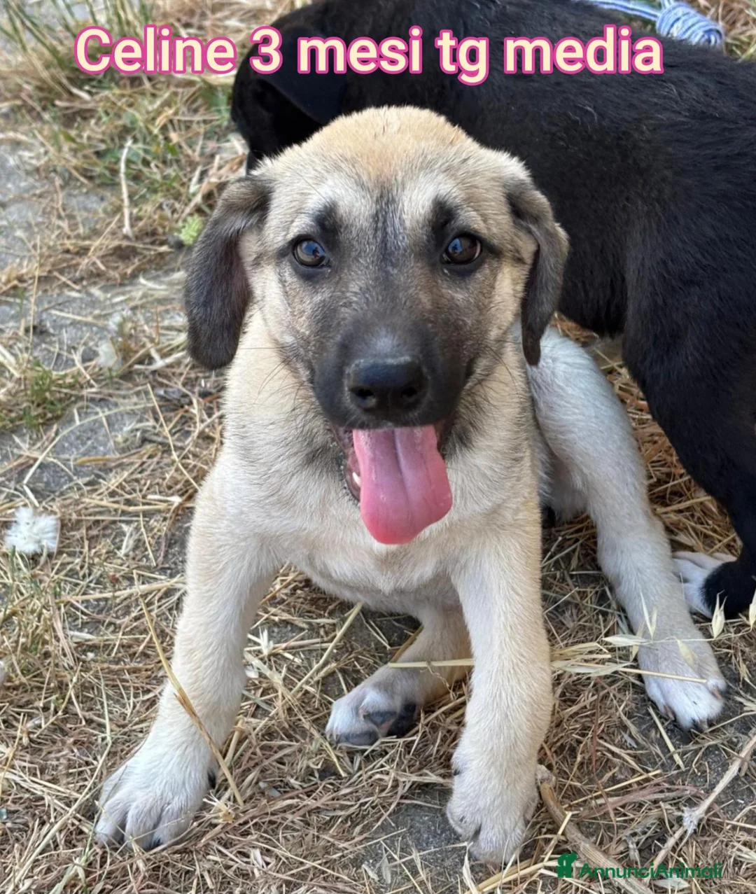 Meticcio cani in regalo: TANTI CUCCIOLI SOLI! a Provincia di Vicenza - Annuncio 9
