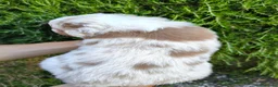 Australian Shepherd cani in vendita: Cuccioli Australian Shepherd - Annuncio 6