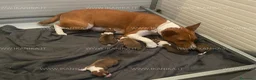 Basenji cani in vendita: Basenji disponibili con pedigree ENCI - Annuncio 7
