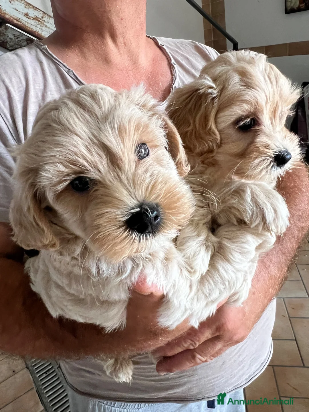 Maltipoo cani in vendita: Maltipoo - Annuncio 2