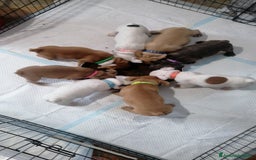 Bulldog Francese cani in vendita: Bulldog Francese  - Immagine 10