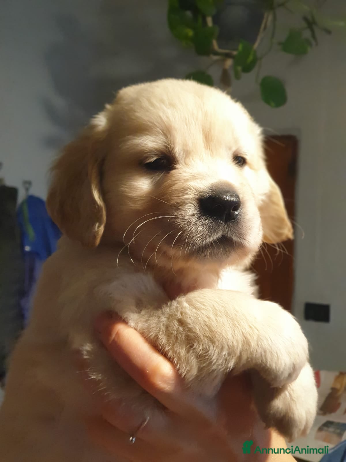 Golden Retriever cani Cuccioli di Golden Retriever - Annuncio 3