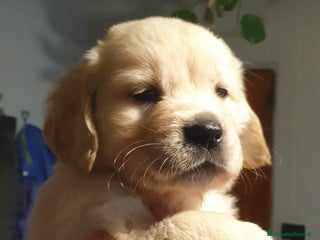Golden Retriever cani Cuccioli di Golden Retriever - Annuncio 1