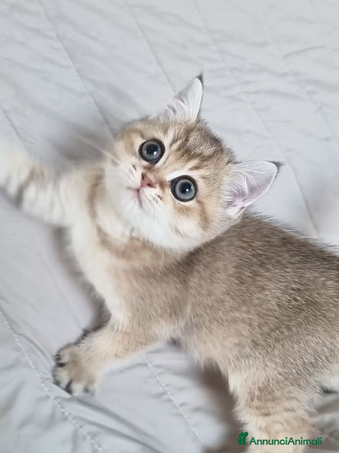 Scottish gatti in vendita: Scottish Straight con Pedigree  - Annuncio 4