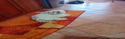 Maltese cani in regalo: Regalo coppia maltesi a Città metropolitana di Catania - Annuncio 3